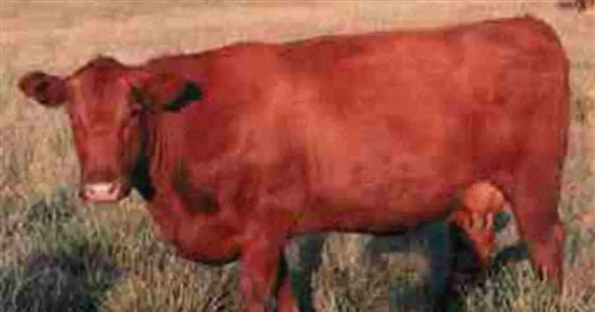 Сожгли красную корову. Красный теленок. Красный теленок в Израиле. Родилась красная корова. В Израиле родилась красная корова.