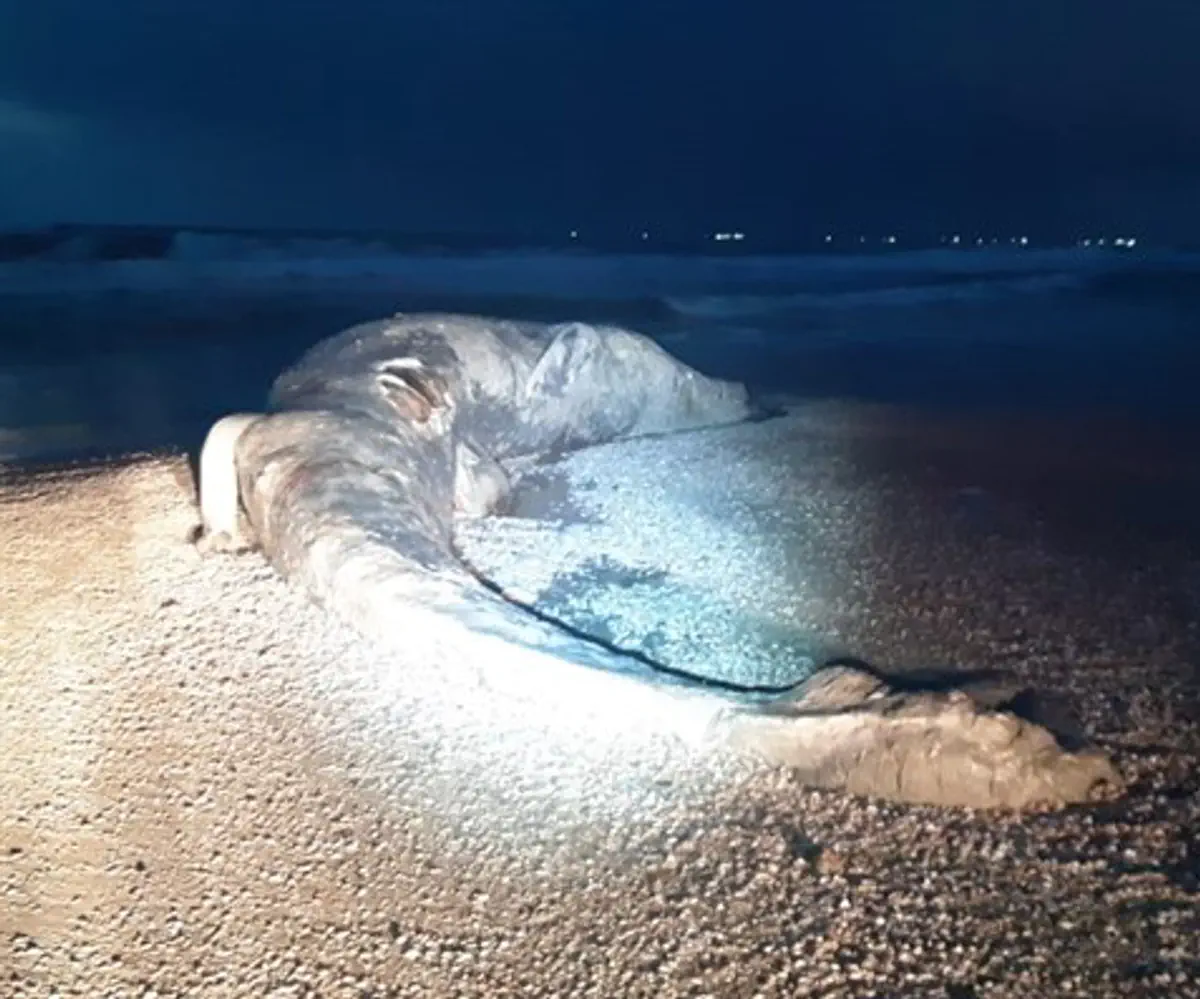 body of whale on beach