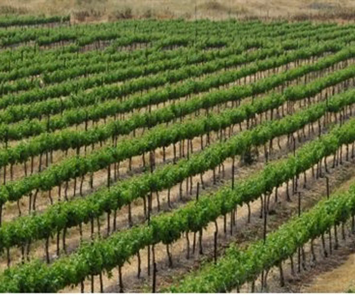Vineyard in Israel