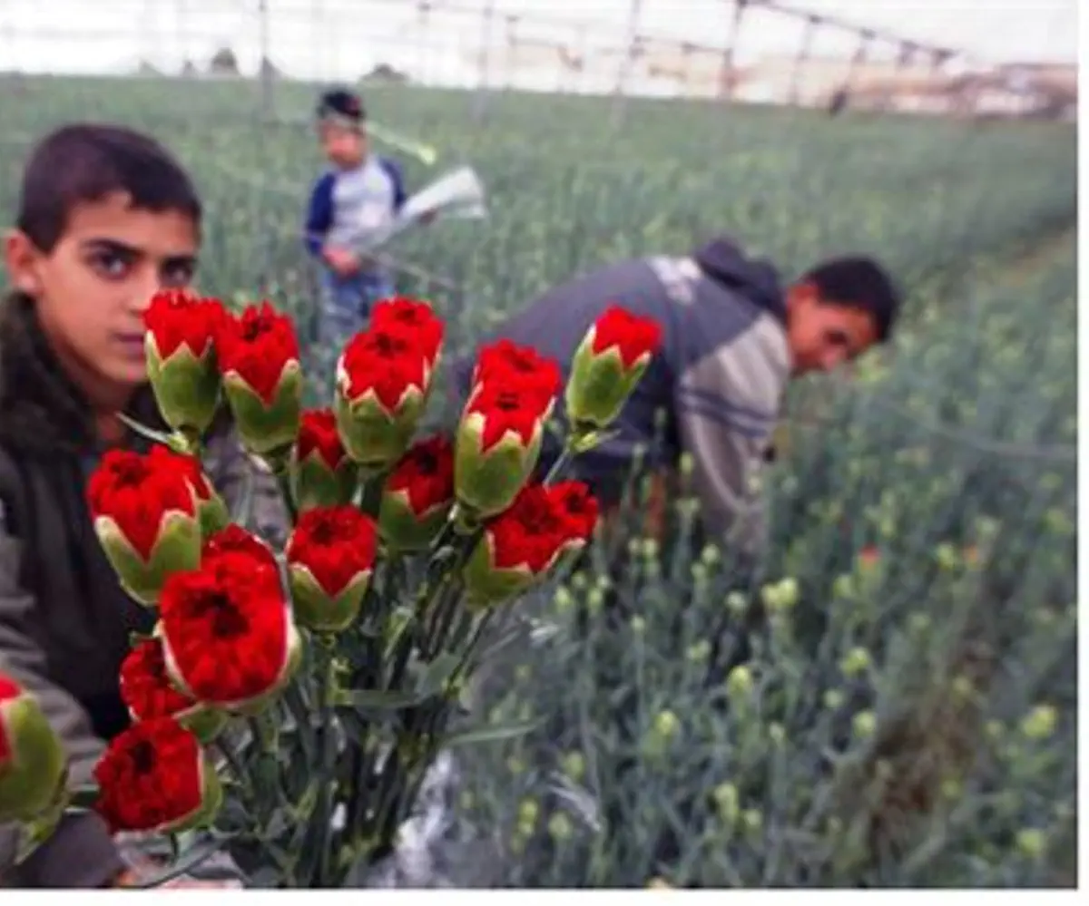 Gaza flowers grown for export