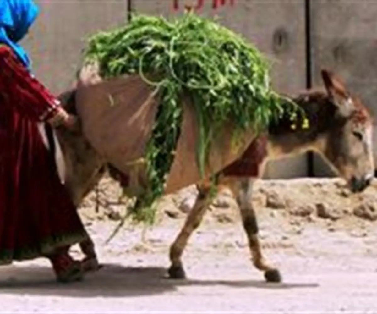  A woman with a donkey carrying grass 