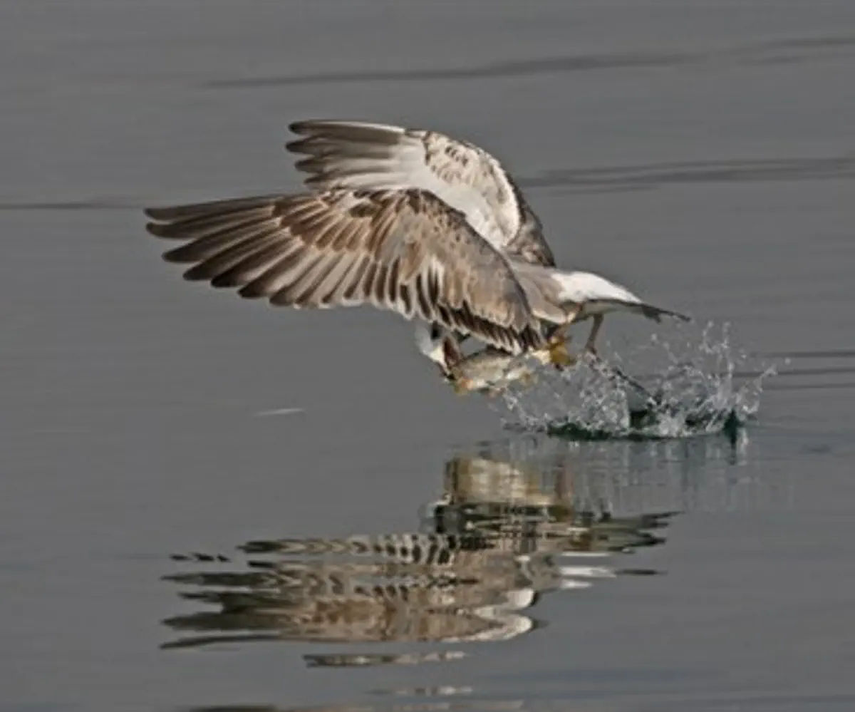Bird catches fish from the Kinneret
