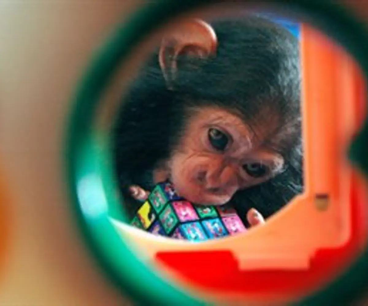 שימפנזה מנסה לפתור קוביה הונגרית