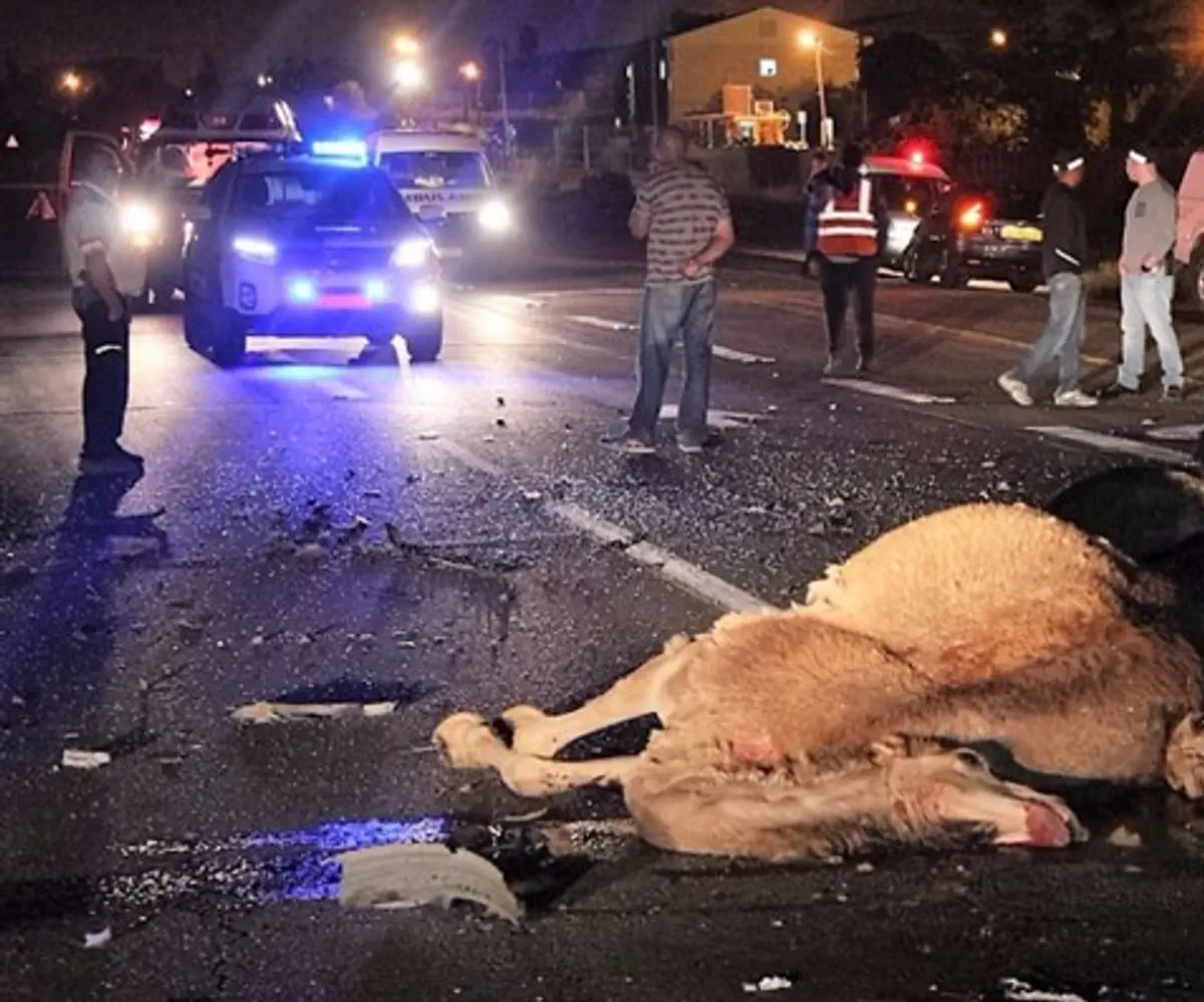 Accident with camel