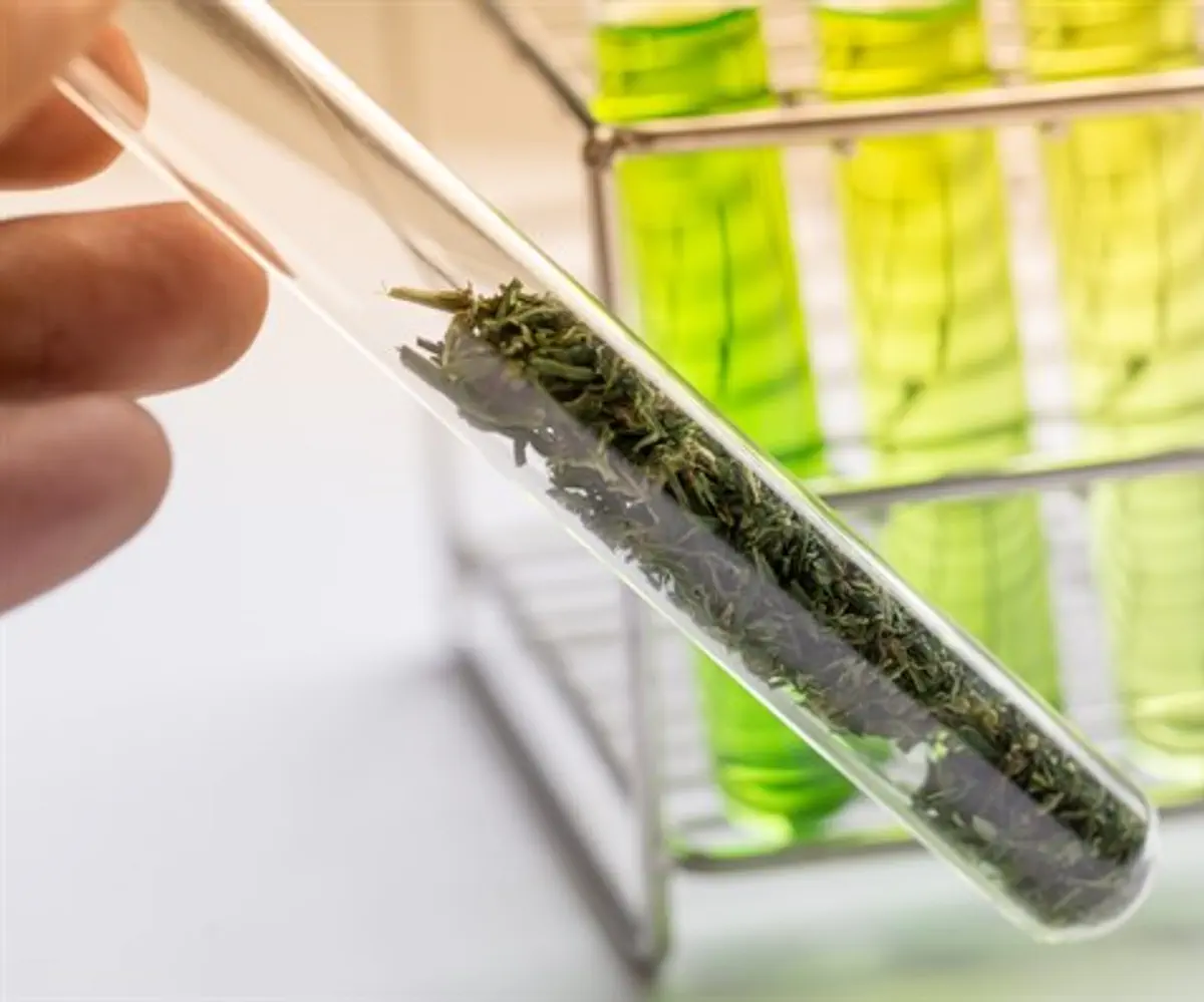 Laboratory cannabis analysis
