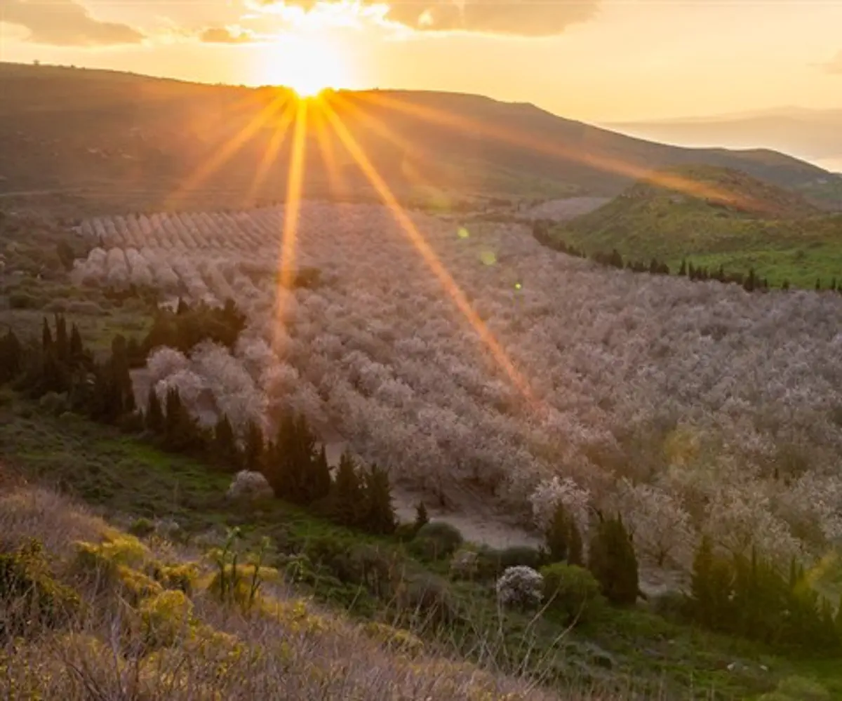 Blossoming almond trees in Golan Heights, northern Israel