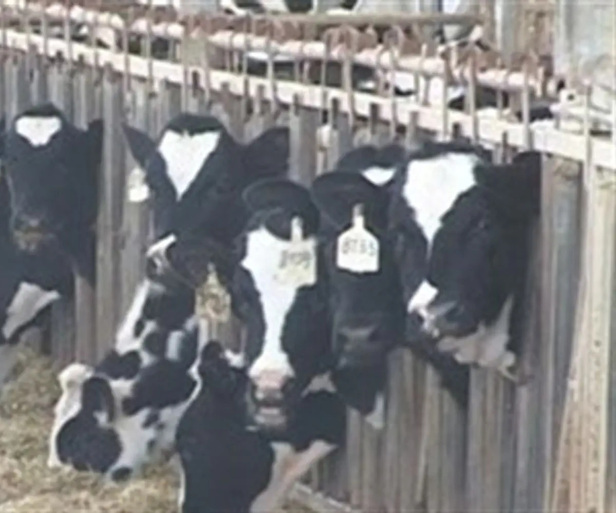 Israeli cow barn