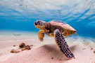 Indonesia releases 33 rescued sea turtles 