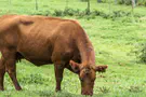 The story of the search for the red heifer