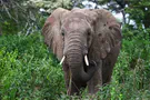 הפיל הבנאי שהדהים את העולם