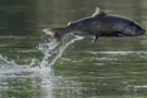 הדג קפץ מהמים ונתקע בגרון