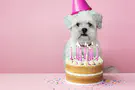 אלפי אורחים: יום הולדת לכלב