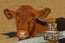 The Logic Defying Power of the Red Heifer Ashes