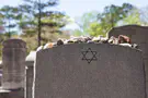 70 headstones toppled in Winnipeg Jewish cemetery