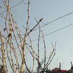 הגיע הזמן שהציונות הדתית תנהג ביושר 