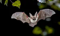 WHO: COVID came from bats, not lab