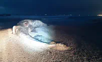 Lifeless whale washes up on Israeli beach