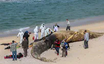 Watch: Massive fin whale buried on Israeli beach