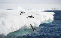 Watch: Penguin escapes killer whales, jumps into tourist boat