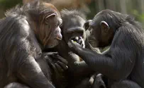 צפו: כשהקופים קיבלו שיחות וידאו