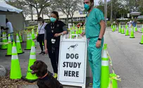 Sniffer dogs to identify COVID patients entering Israel?