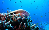 Researchers: A slight cold spell may cause coral reefs to bleach