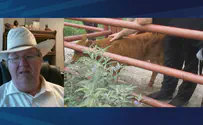 Watch: Search for Biblical red heifer reaches Texas