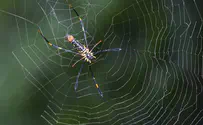 מדהים: קורי עכביש באורך קילומטר