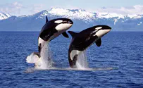 Watch: Killer Whales 'socializing' in Pacific Ocean