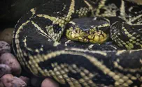 Can a deadly Brazilian viper snake solve the COVID crisis? 