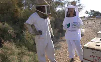 Israel is leading the world in reviving bee colonies