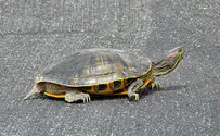 Japan: 5 flights delayed - by a turtle