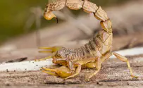 Egypt flooded with dangerous scorpions