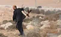 Watch: PA Arabs uproot Jewish-owned olive trees
