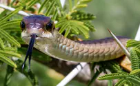 Watch: Venomous snake found in family's Christmas tree