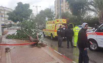 1 critically injured after being hit by falling tree in Netanya