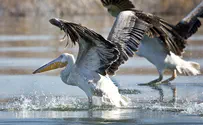 Report: More than 5,000 dead cranes and pelicans in Hula reserve
