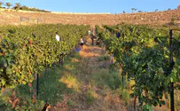 Israel set to demolish vineyard dedicated to terror victim
