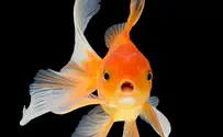 Watch: Goldfish drives 'car' in new Israeli study 