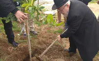 Rabbi Dov Lior permits tree planting in Negev in Sabbatical Year