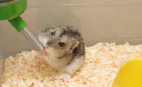 Study: Hamsters can spread COVID to humans