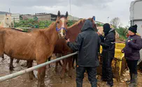 פינוי בעלי החיים הכי גדול שהיה בישראל אי פעם: 50 סוסים וחמורים חולצו מחווה בבני ציון