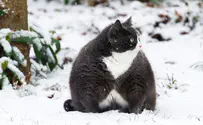 שברה את הרשת: החתולה השמנה בעולם