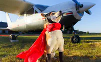 מדהים: הכלב שלמד לטוס