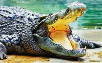 Watch: Man enters crocodile lair at Ramat Gan safari