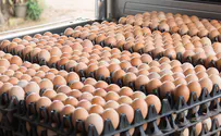 גובר החשש ממחסור בביצים בפסח
