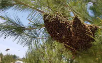 נחיל של אלפי דבורים בגינה? לא להיבהל