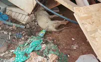 כלב נמחץ למוות במהלך הרס הגבעה בידי מג"ב