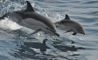 הדולפינים של פוטין         