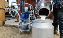 Suspicion of contamination of Tnuva milk powder